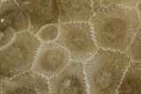Polished Petoskey Stone (Fossil Coral) - Michigan #131056-1